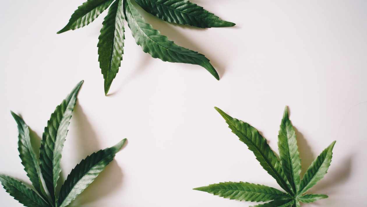 CBD-Dominant Cannabis Strains