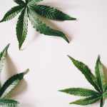 CBD-Dominant Cannabis Strains